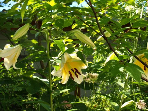 c0117007_952042.jpg