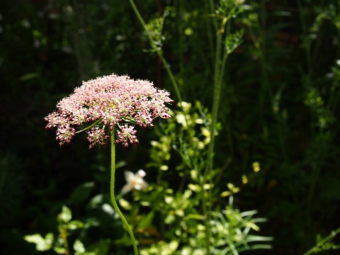 c0117007_9542631.jpg