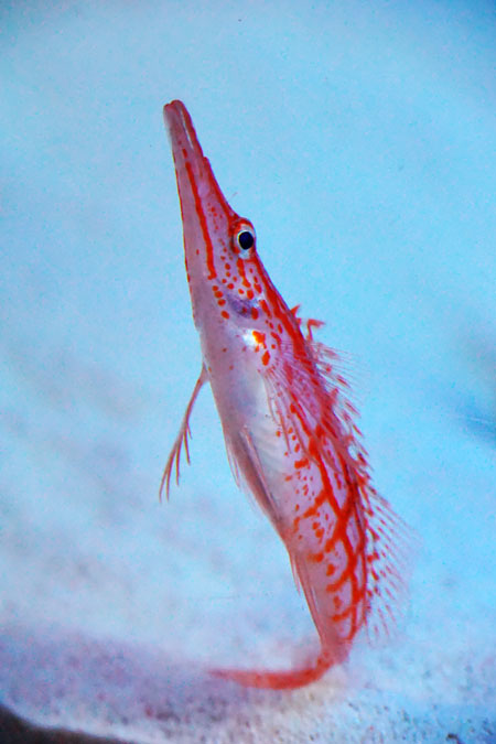 a0263109_1012205.jpg