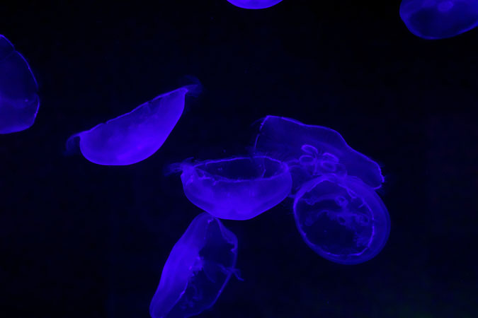 a0263109_1084823.jpg