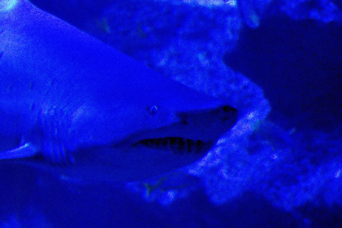 a0263109_109588.jpg