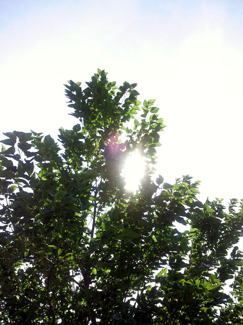 c0039153_125218.jpg