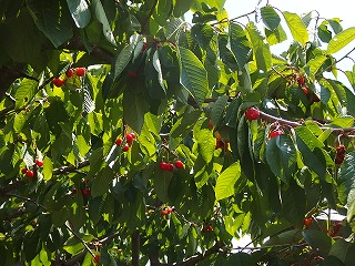 e0004756_1545958.jpg