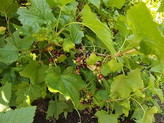 e0004756_1558782.jpg