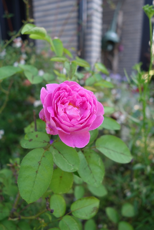 c0216472_727967.jpg