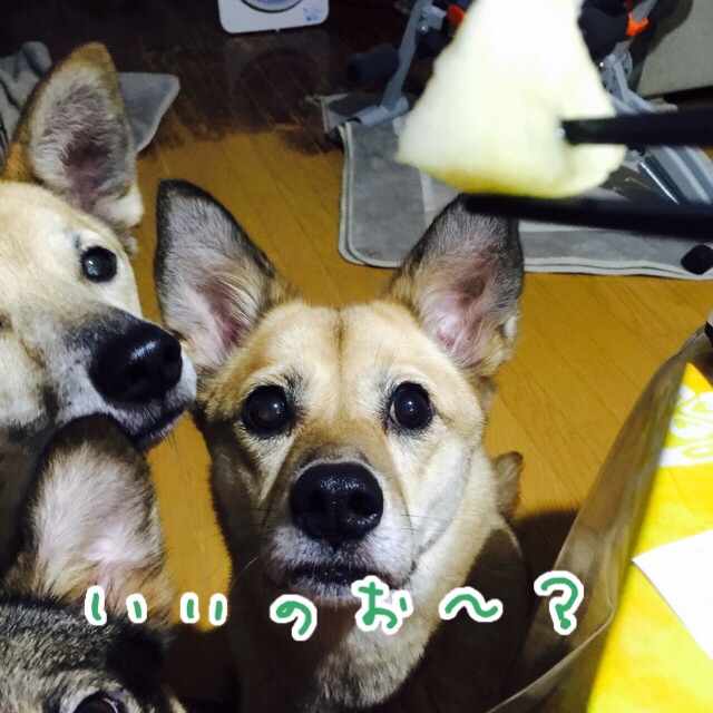 a0322483_2251842.jpg