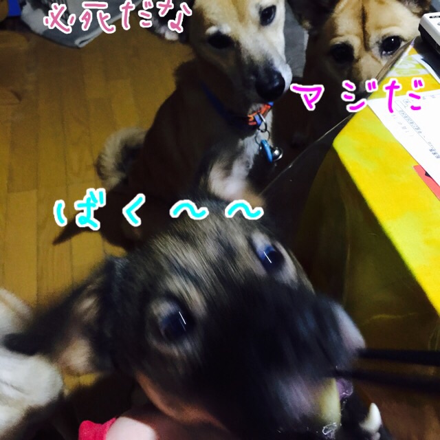 a0322483_22561646.jpg