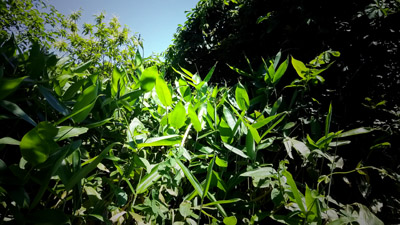 c0145183_1565380.jpg
