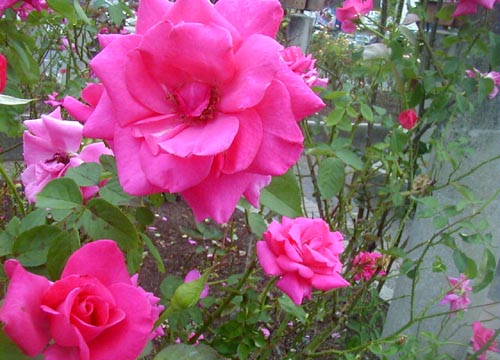 d0053294_2155598.jpg