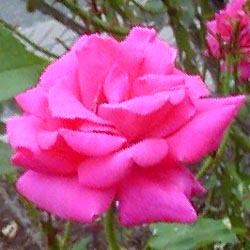 d0053294_2161290.jpg