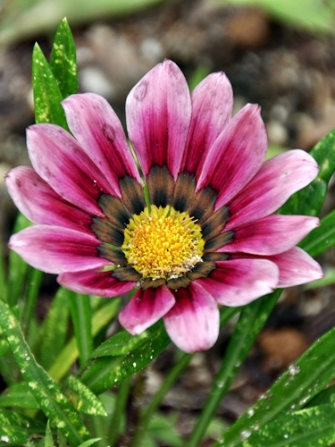 f0176499_10043423.jpg