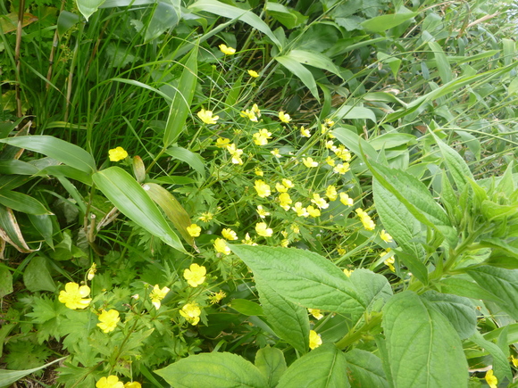d0170615_17273763.jpg