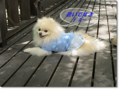 b0167519_21305272.gif
