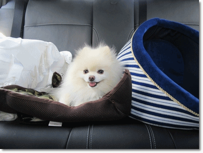 b0167519_21311040.gif