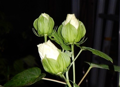 e0033229_20265489.jpg
