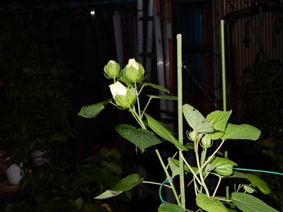 e0033229_2116165.jpg