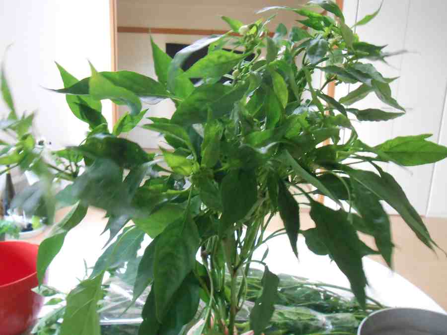 a0095931_1495788.jpg