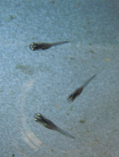 e0097534_15245523.jpg