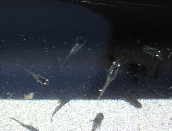 e0097534_15314578.jpg