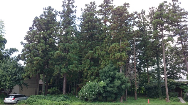 b0075140_22183963.jpg