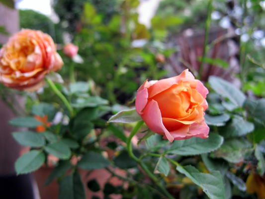 c0147952_0214880.jpg