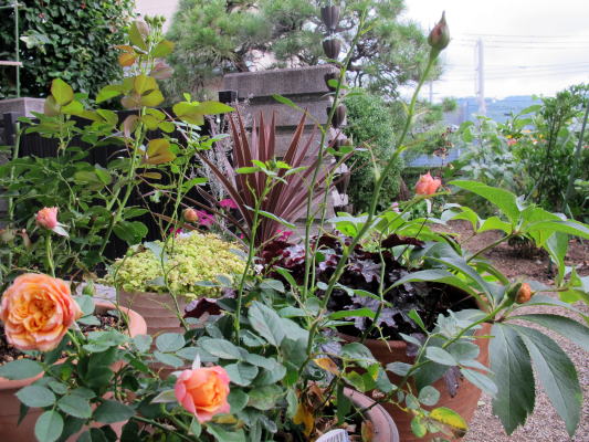 c0147952_0221766.jpg
