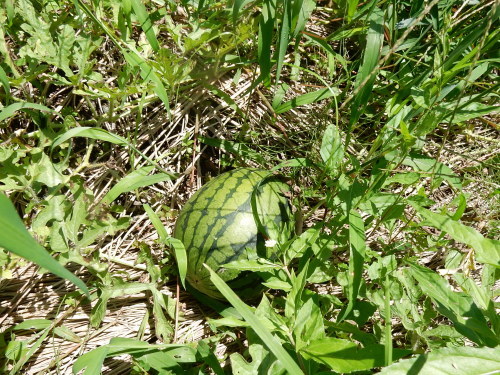 f0054677_07584399.jpg