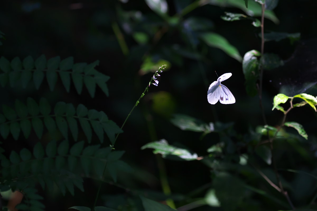 a0083081_17515951.jpg