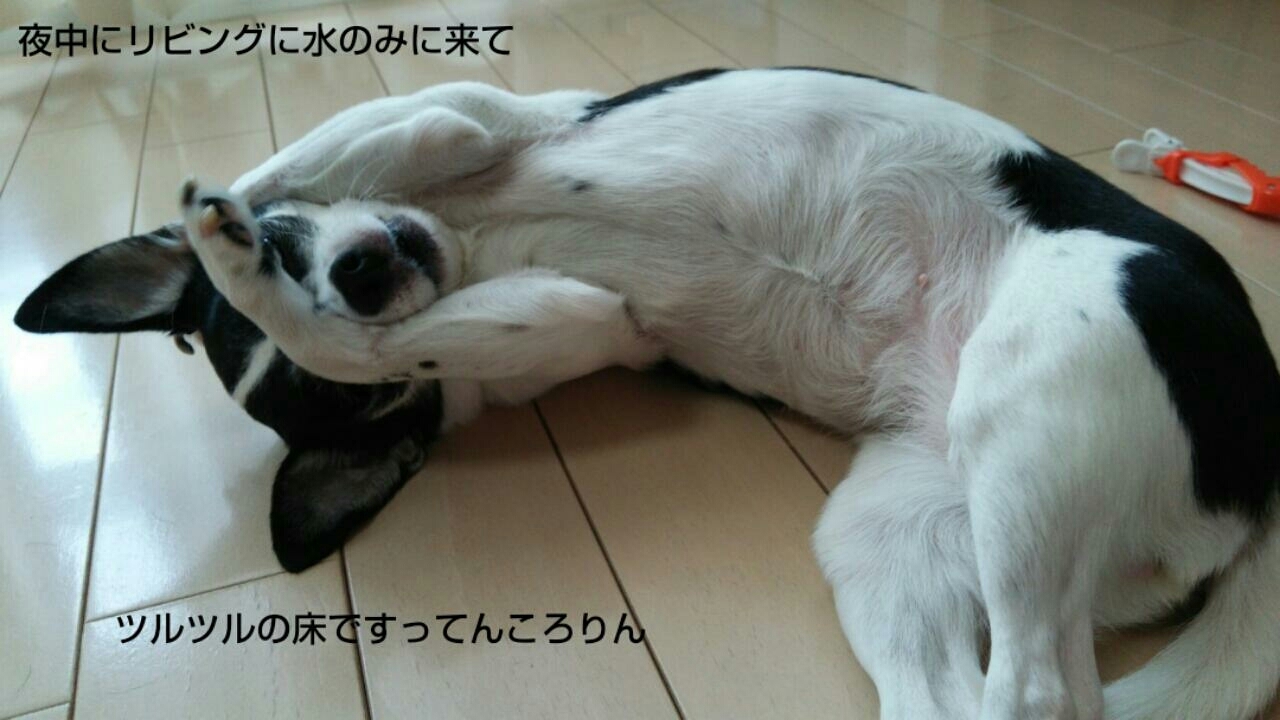 c0109891_06404255.jpg