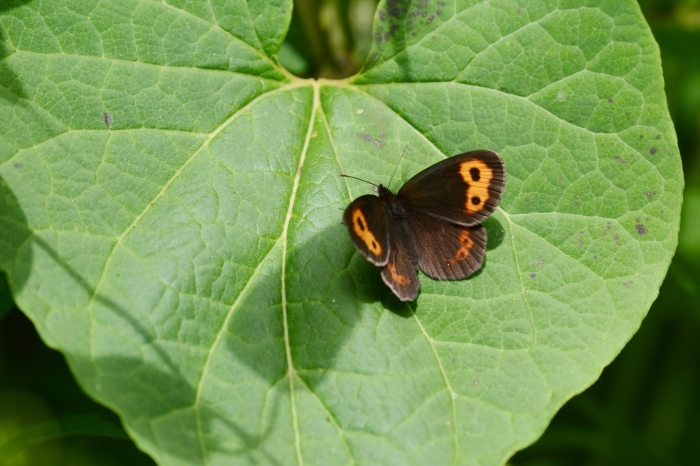 a0277496_16525005.jpg
