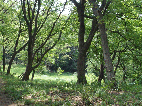 e0312121_2315381.gif