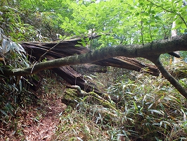 f0193521_1675245.jpg