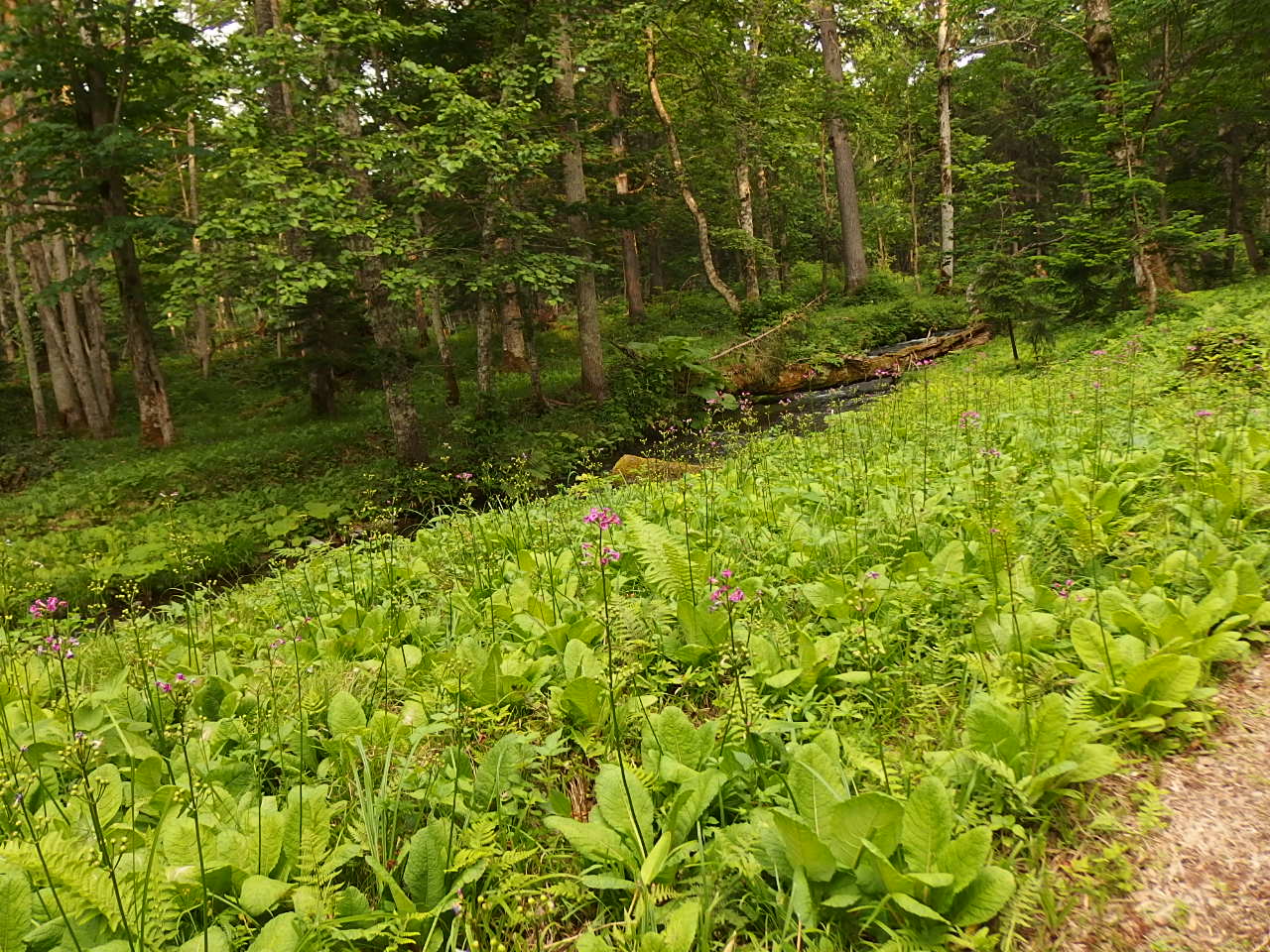 e0004756_22212467.jpg