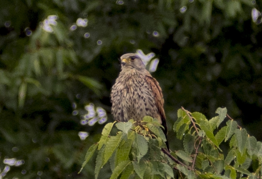 c0346859_14474010.jpg