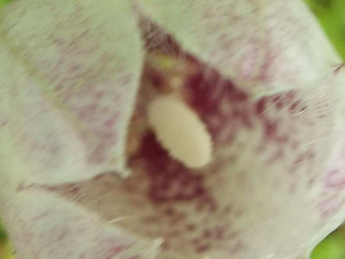 e0145782_20244679.jpg