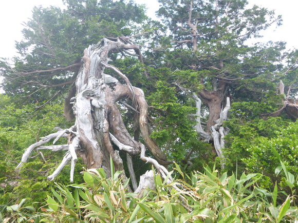 d0170615_2333134.jpg