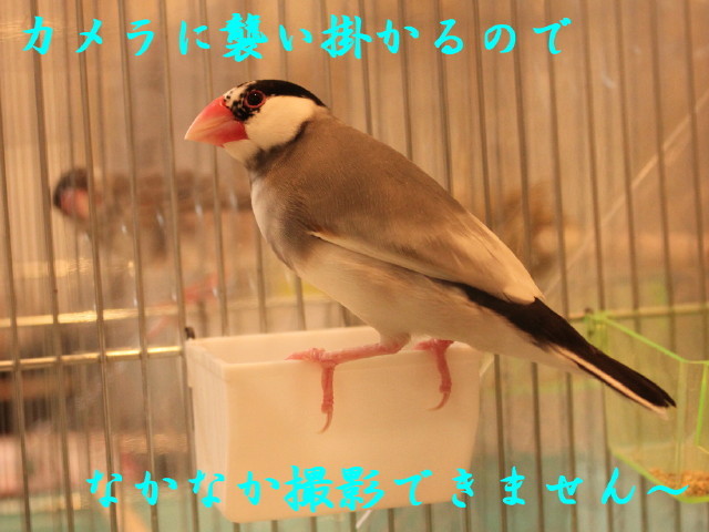 c0365734_22145970.jpg