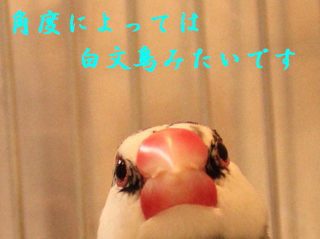 c0365734_22150131.jpg