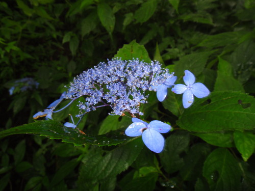 c0179351_10112818.jpg