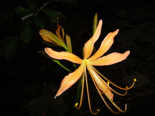 c0179351_10204650.jpg