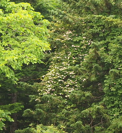 e0004756_20565539.jpg