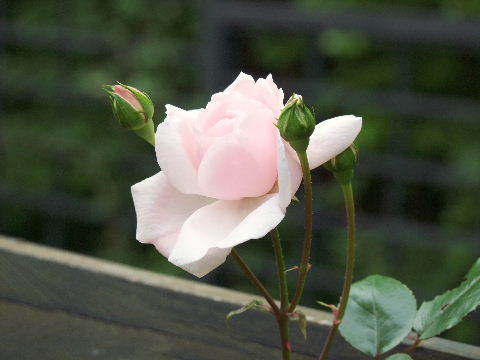 e0088260_11515360.jpg
