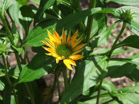 e0088260_11552704.jpg