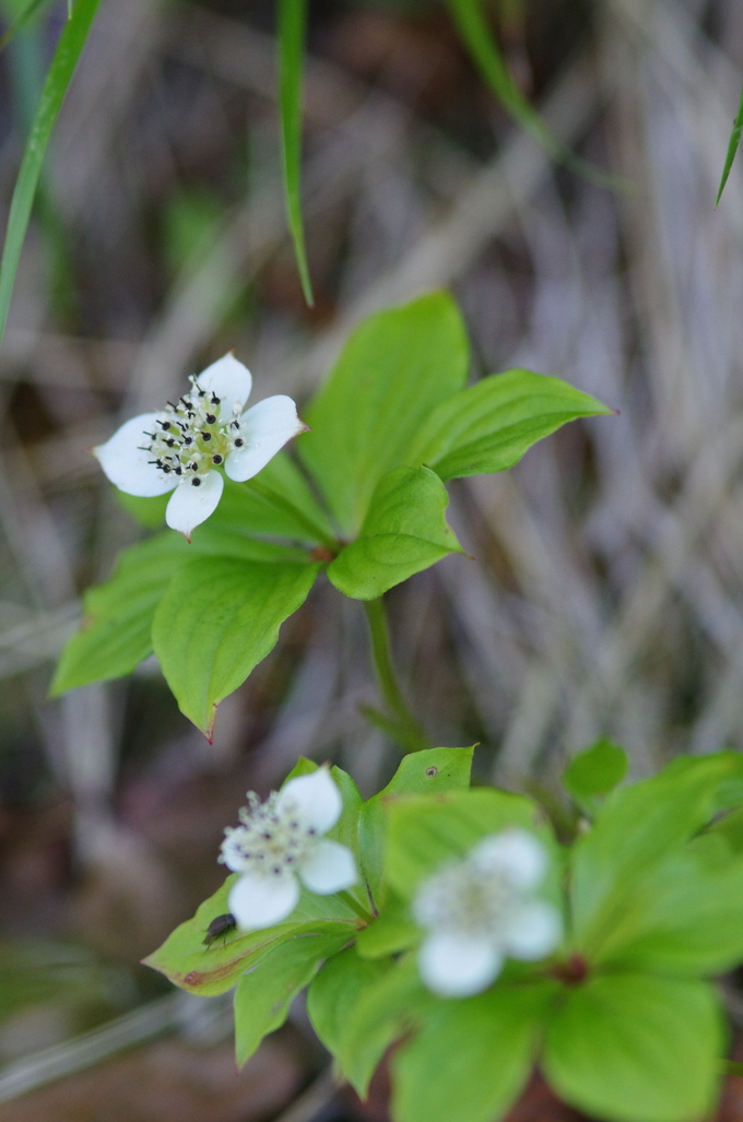 a0094280_9521467.jpg