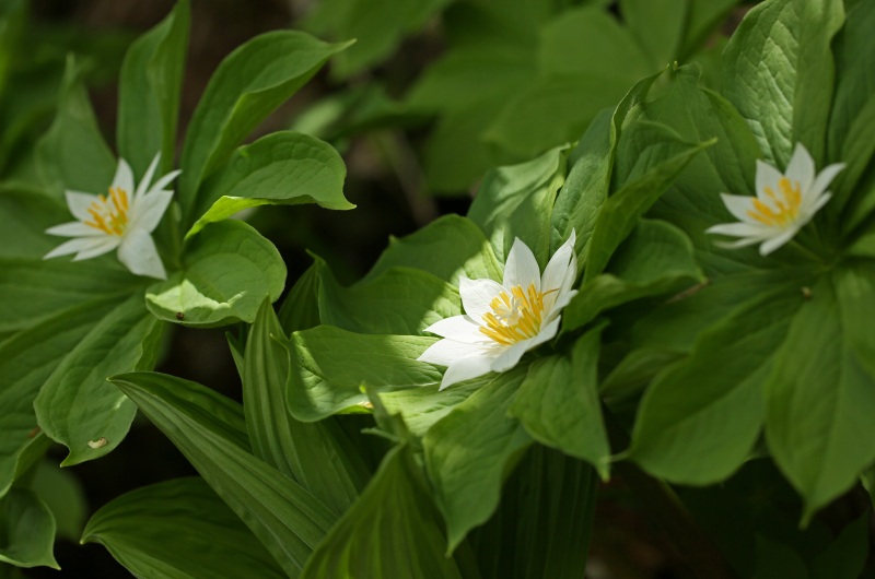 f0000789_933139.jpg