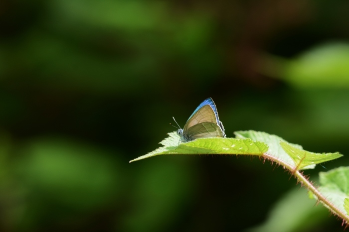 a0277496_11184472.jpg