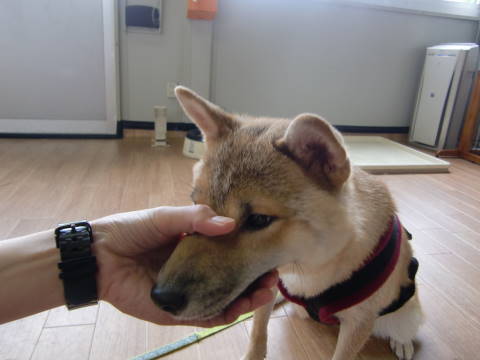 a0338800_17122255.jpg