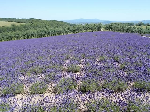 f0316507_21154870.jpg