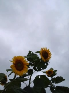 b0085408_13394816.jpg