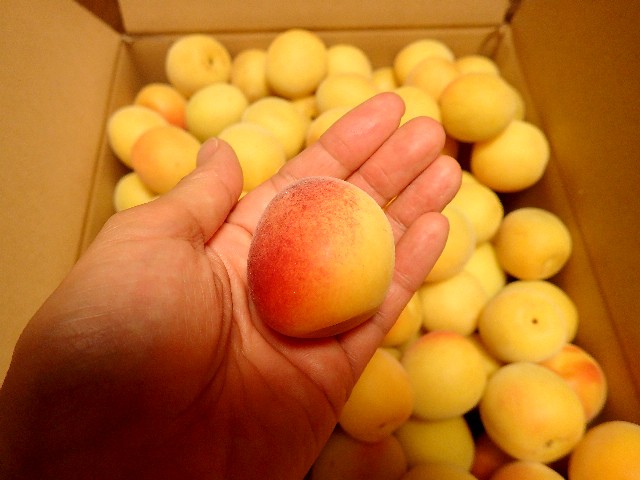 f0043911_12413738.jpg